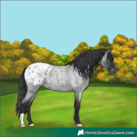 Horse Color:Blue Roan Blanket 