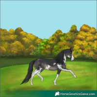 Horse Color:Black Sabino 
