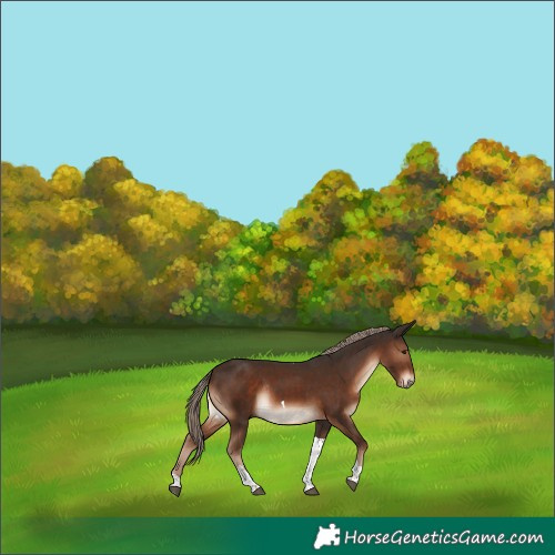 Horse Color:Liver Chestnut Tobiano Rabicano 