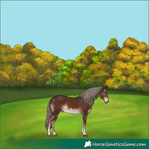 Horse Color:Liver Chestnut Tobiano Rabicano 