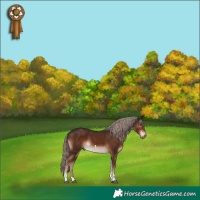 Horse Color:Liver Chestnut Tobiano Rabicano 