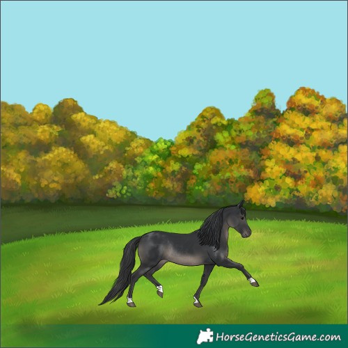 Horse Color:Black Rabicano 