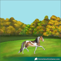 Horse Color:Buckskin Splash Tobiano 