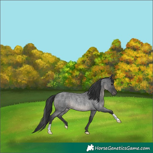 Horse Color:Blue Roan Rabicano