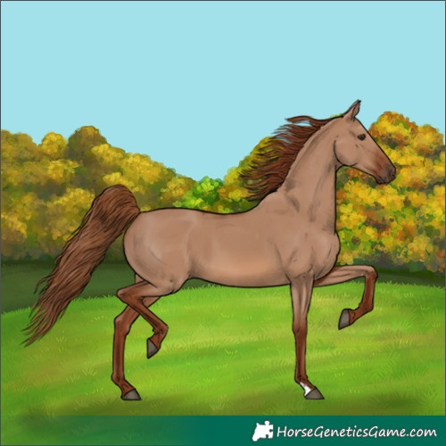 Horse Color:Red Dun 