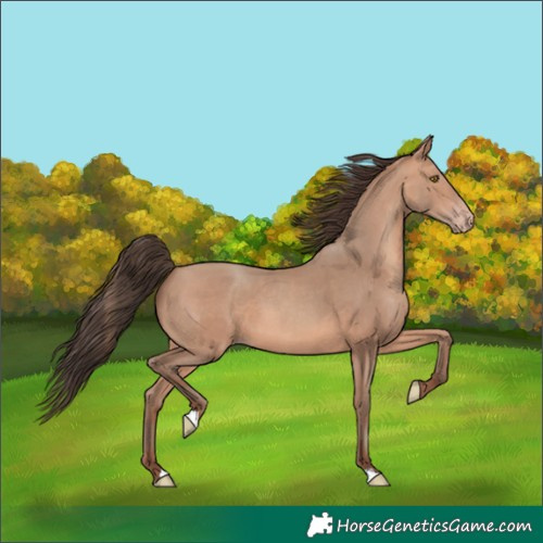 Horse Color:Amber Champagne 