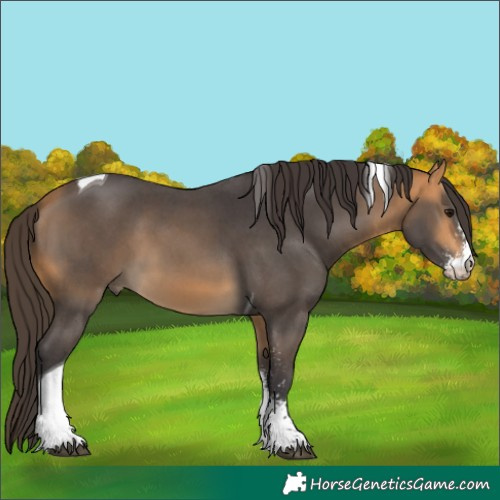 Horse Color:Buckskin Sabino Tobiano 