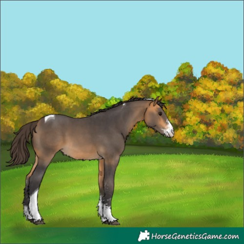 Horse Color:Buckskin Sabino Tobiano 