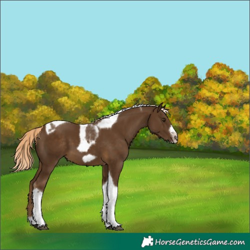 Horse Color:Chocolate Palomino Tobiano Frame 