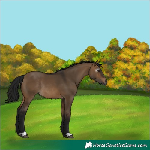 Horse Color:Gray Brown Dun Rabicano 