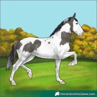 Horse Color:Grullo Splash Tobiano 