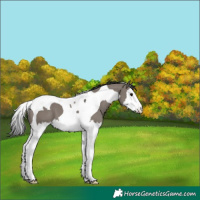Horse Color:Grullo Splash Tobiano 