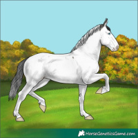 Horse Color:Grullo Splash Tobiano