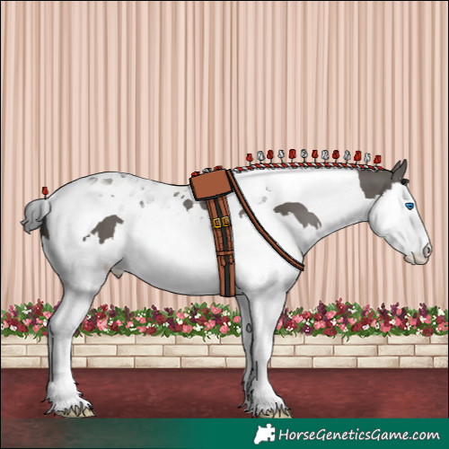 Horse Color:Grullo Splash Tobiano