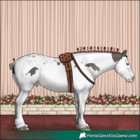Horse Color:Grullo Splash Tobiano 