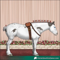 Horse Color:Grullo Splash Tobiano