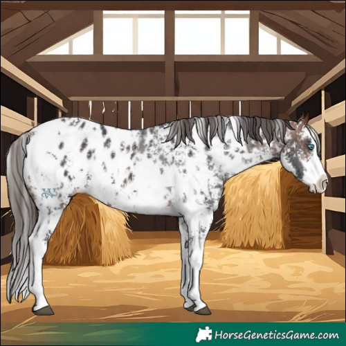 Horse Color:Bay Sabino Splash Appaloosa  and Bay Sabino Splash Appaloosa 