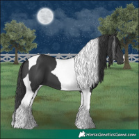 Horse Color:Black Tobiano 