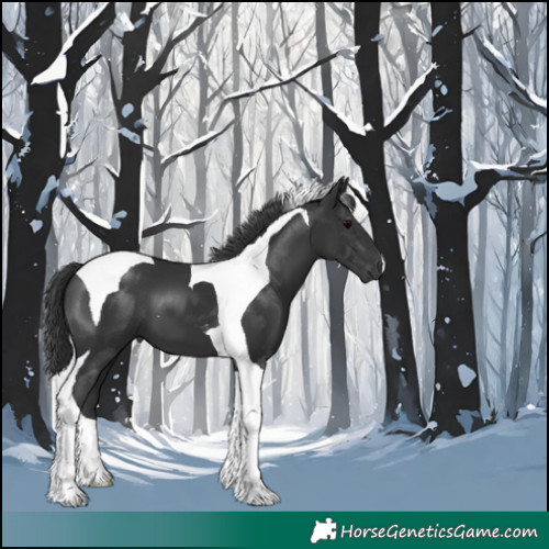 Horse Color:Black Tobiano