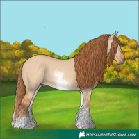 Horse Color:White Spotted Red Dun 