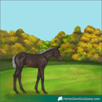 Horse Color:Silver Brown