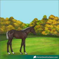Horse Color:Silver Brown