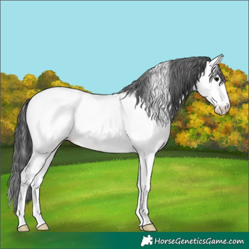 Horse Color:Black Ice Appaloosa 