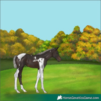 Horse Color:Silver Brown Tobiano 