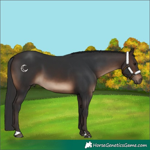 Horse Color:Brown 