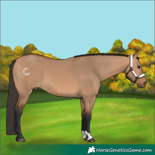Horse Color:Bay Dun 
