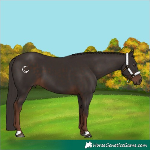 Horse Color:Liver Chestnut 