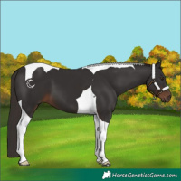 Horse Color:Liver Chestnut Tobiano 