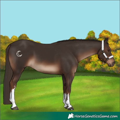 Horse Color:White Spotted Liver Chestnut 