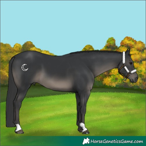 Horse Color:Black 