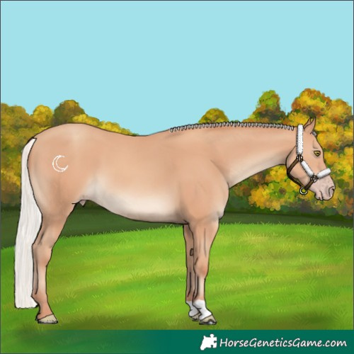 Horse Color:Silver Amber Champagne 