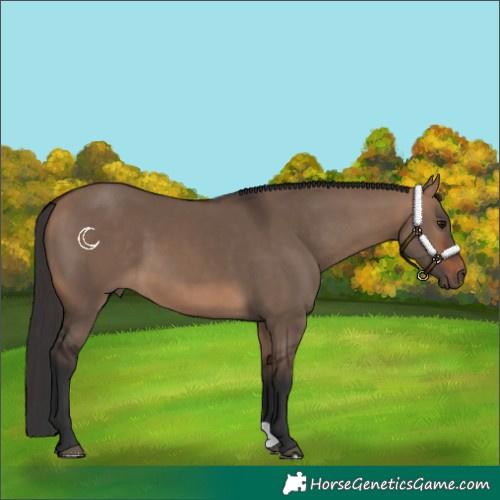 Horse Color:Bay Dun 