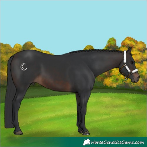 Horse Color:White Spotted Brown 