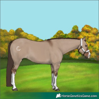 Horse Color:White Spotted Liver Red Dun