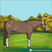 Horse Color:White Spotted Liver Red Dun 