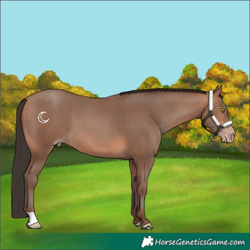 Horse Color:Sable Champagne 