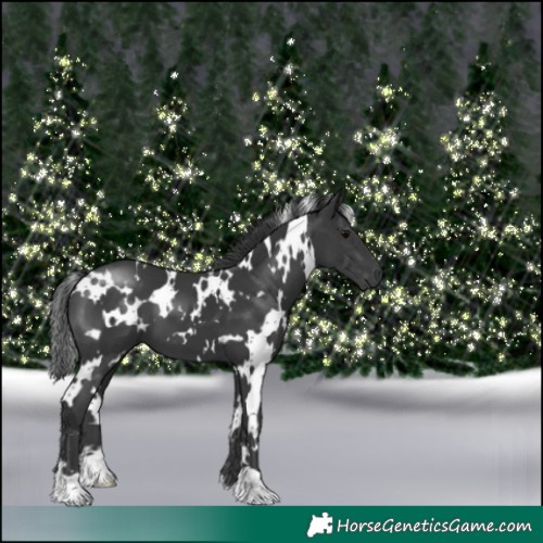 Horse Color:White Spotted Black 