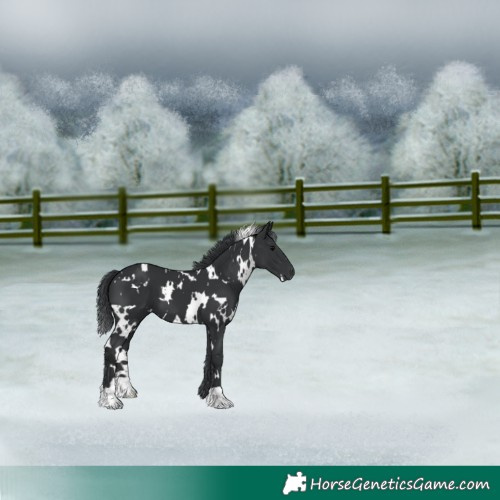 Horse Color:White Spotted Black 