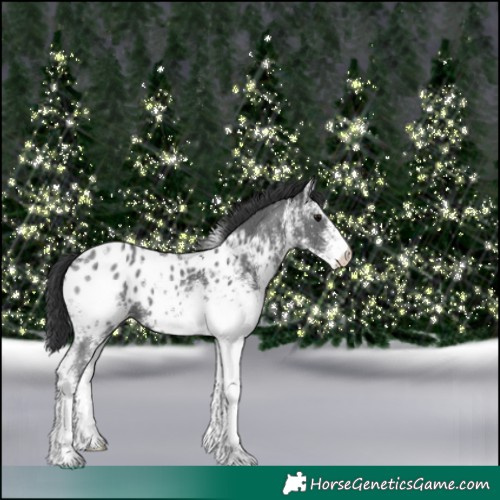 Horse Color:White Spotted Black Appaloosa