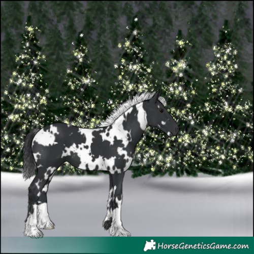 Horse Color:White Spotted Black 