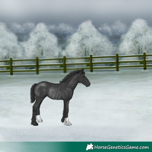 Horse Color:Black Rabicano 
