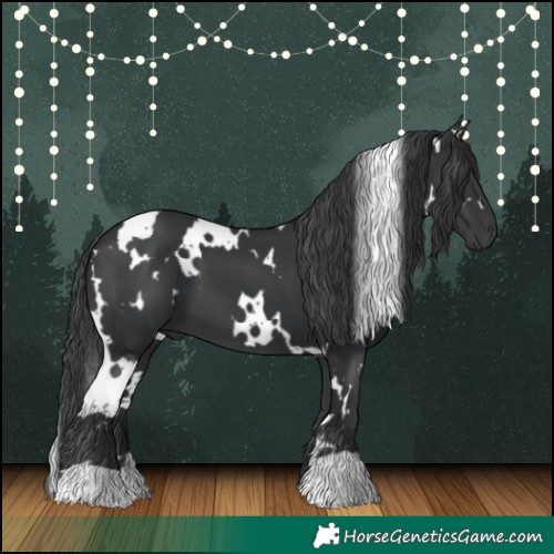 Horse Color:White Spotted Black