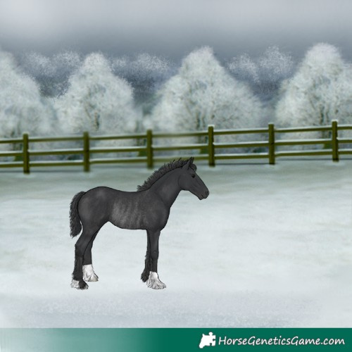 Horse Color:Black Rabicano