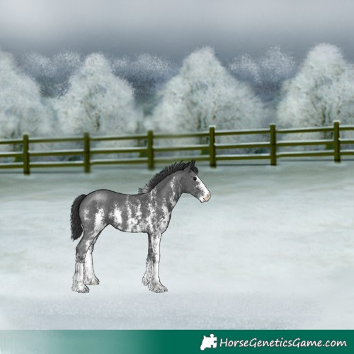 Horse Color:Black Sabino