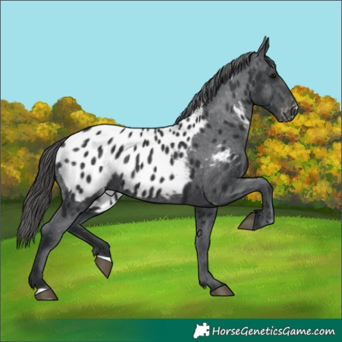 Horse Color:Black Near Leopard 