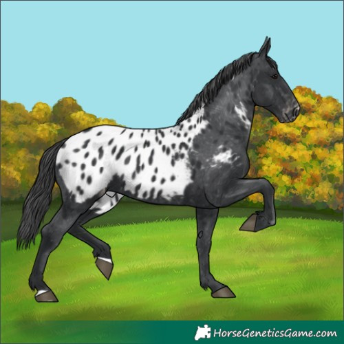 Horse Color:Black Appaloosa 